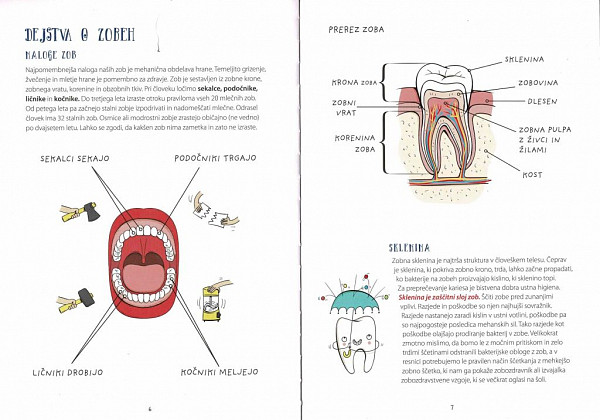 Zobje – poučno in zanimivo